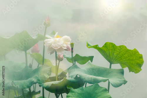 Fototapeta Naklejka Na Ścianę i Meble -  The beautiful pond lotus in foggy weather