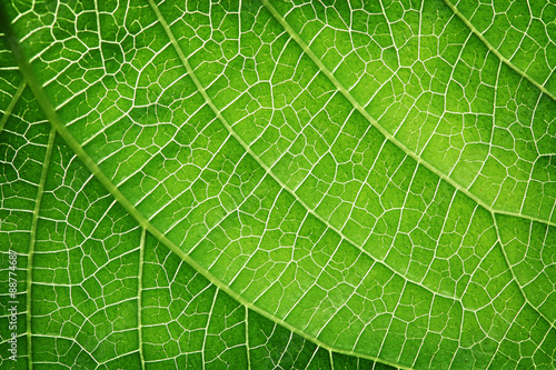 Closeup of a green leaf #88774687