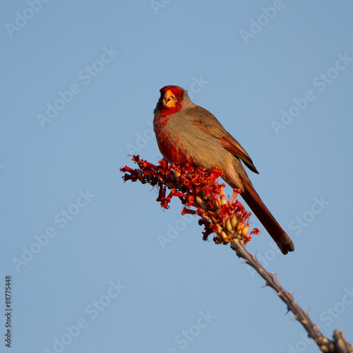 Pyrrhuloxia male on a flowering Ocotillo in the Sonoran Desert photo