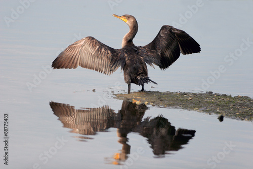 Double-crested Cormorant dries his wings, with reflections