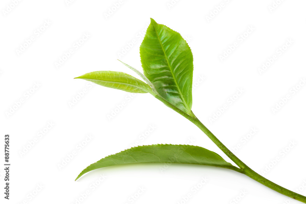 Obraz premium green tea leaf isolated on white background