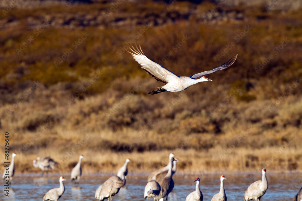 Sandhill Crane flies over others at Bosque del Apache National Wildlife Refuge Sandhill Crane flies over others at Bosque del Apache National Wildlife Refuge