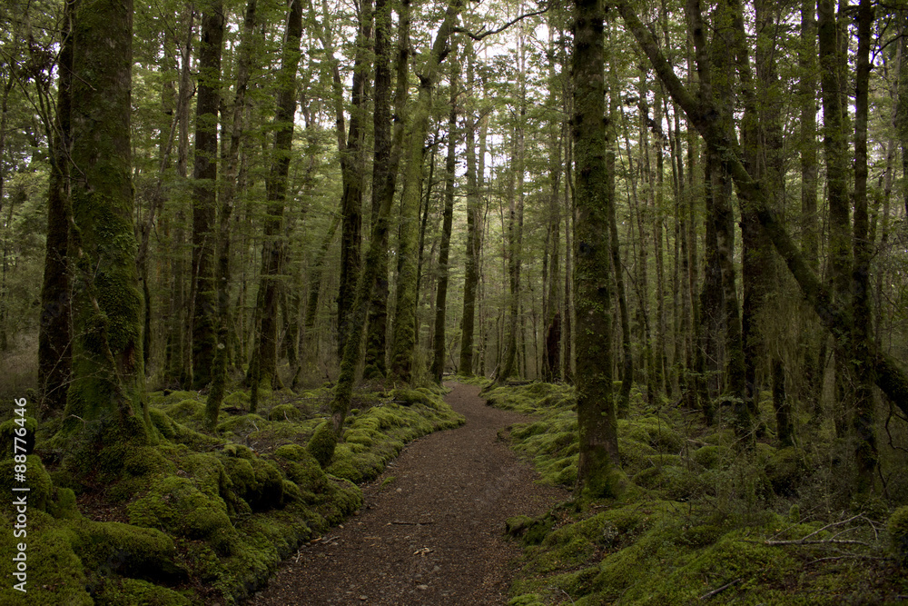 Obraz premium Sendero de la ruta Kepler