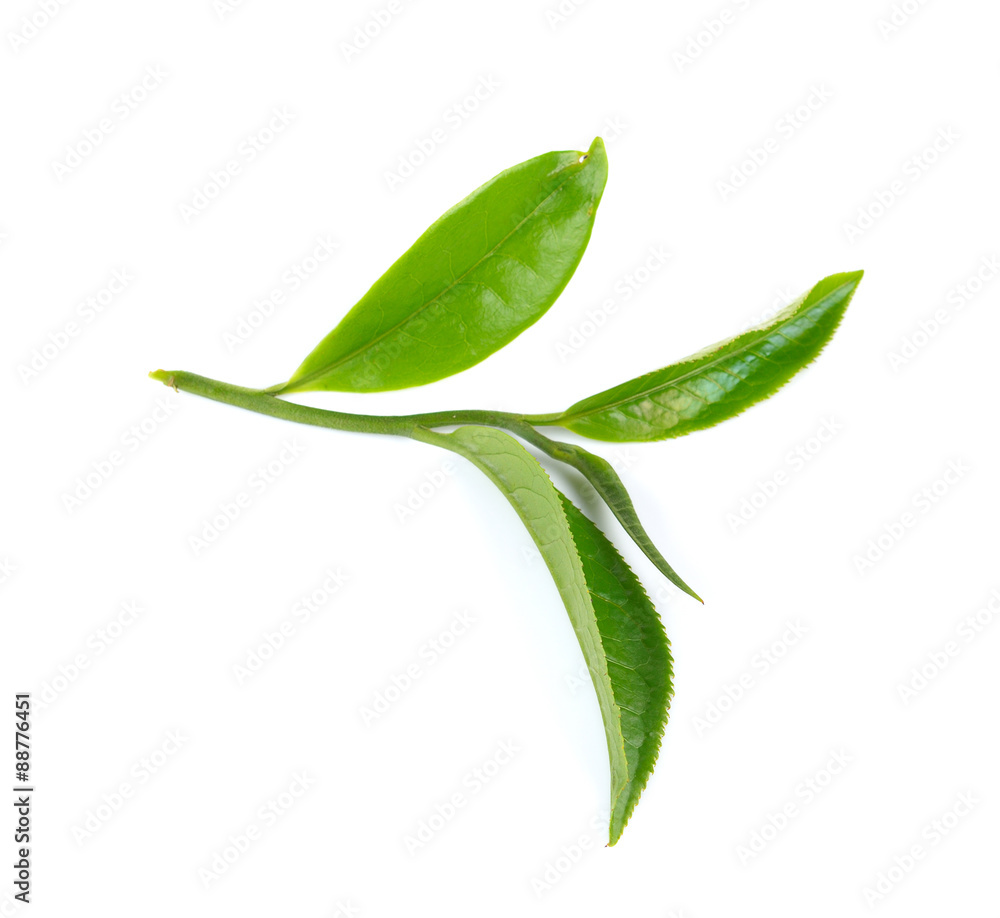 Green tea leaf isolated on white background Green tea leaf isolated on white background