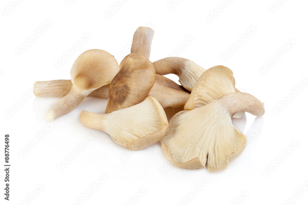 abalone mushroom isolated on white background abalone mushroom isolated on white background
