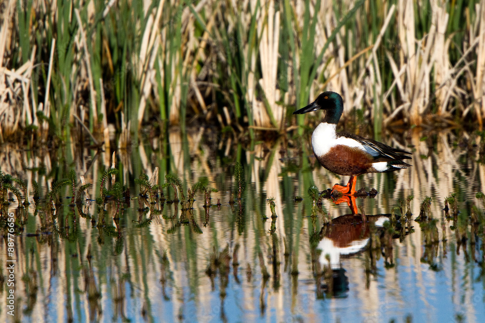 Northern Shoveler drake in a marsh with beautiful reflections Northern Shoveler drake in a marsh with beautiful reflections