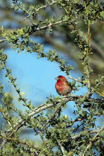 House Finch male in breeding plumage in southern Arizona © Martha Marks