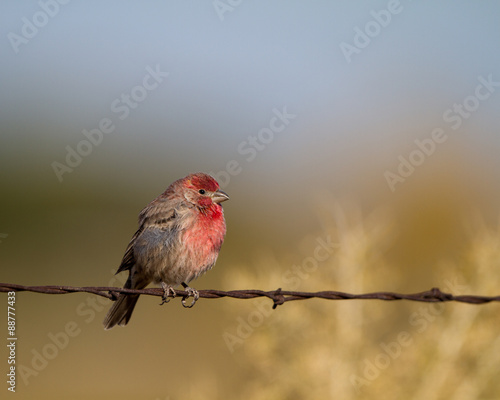 Purple Finch on a barbed-wire fence in Colorado © Martha Marks