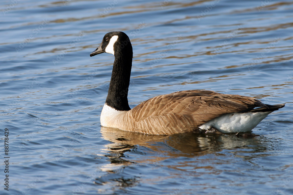 Canada Goose in beautiful water Canada Goose in beautiful water