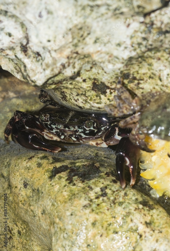 Obraz premium Living crab