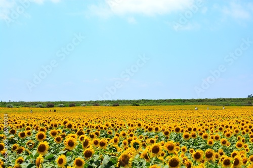 Fototapeta Naklejka Na Ścianę i Meble -  ひまわり