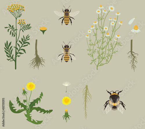 Pattern with Bees and Yellow Flowers