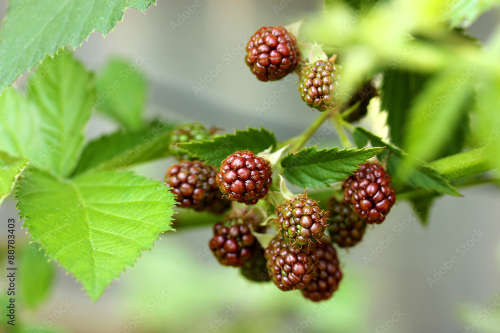 Unripe blackberries on branches with leaves Unripe blackberries on branches with leaves