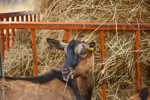 chèvre laitière photo