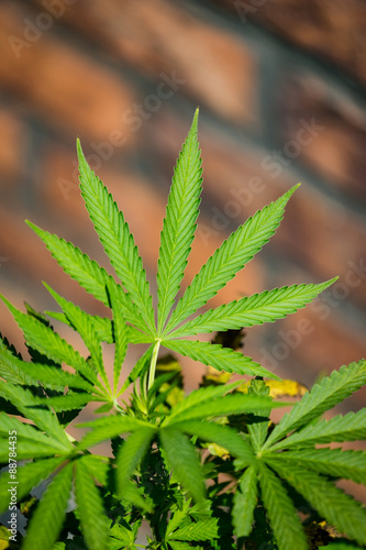 Detail of marijuana leaf with the brick background