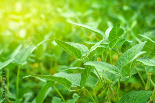 Green soybean crops in field