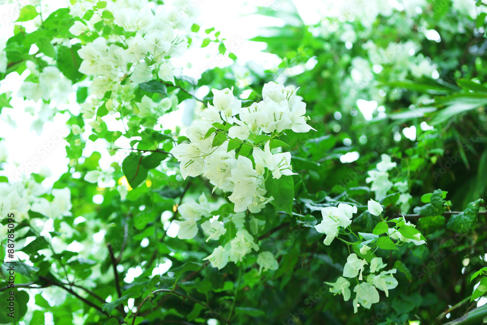 White flowers and green leaves, closeup White flowers and green leaves, closeup