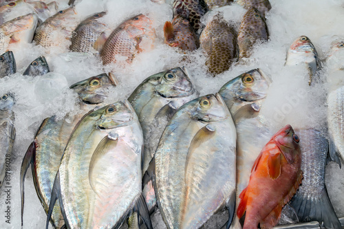 Принти на полотні Seafood on ice