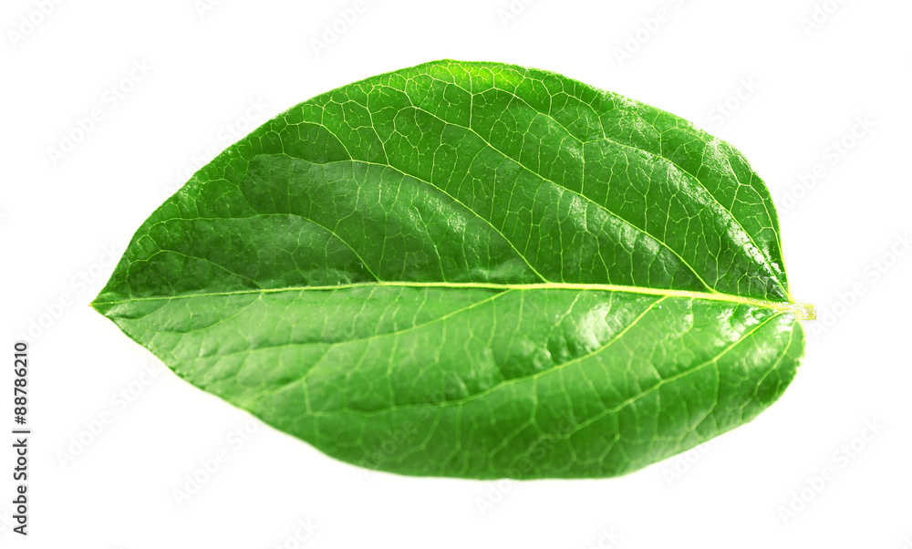 Fototapeta premium Green leaf isolated on white