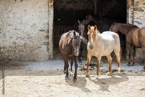 Horses © marbenzu
