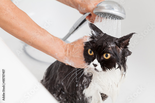 Fototapeta Naklejka Na Ścianę i Meble -  Bathing a cat