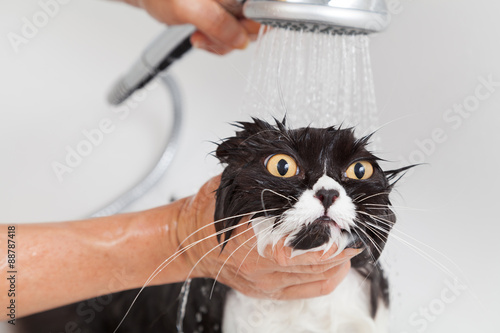 Fototapeta Naklejka Na Ścianę i Meble -  Bathing a cat