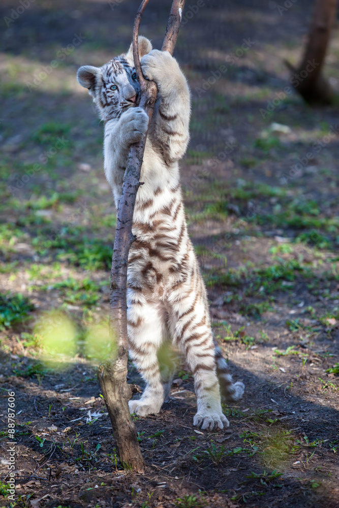 Fototapeta premium white tiger