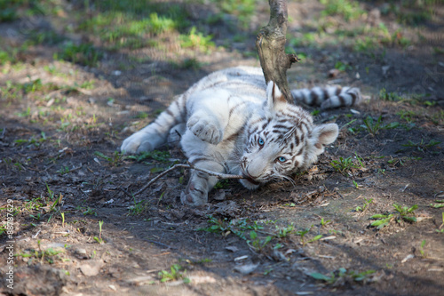 Fototapeta Naklejka Na Ścianę i Meble -  white tiger