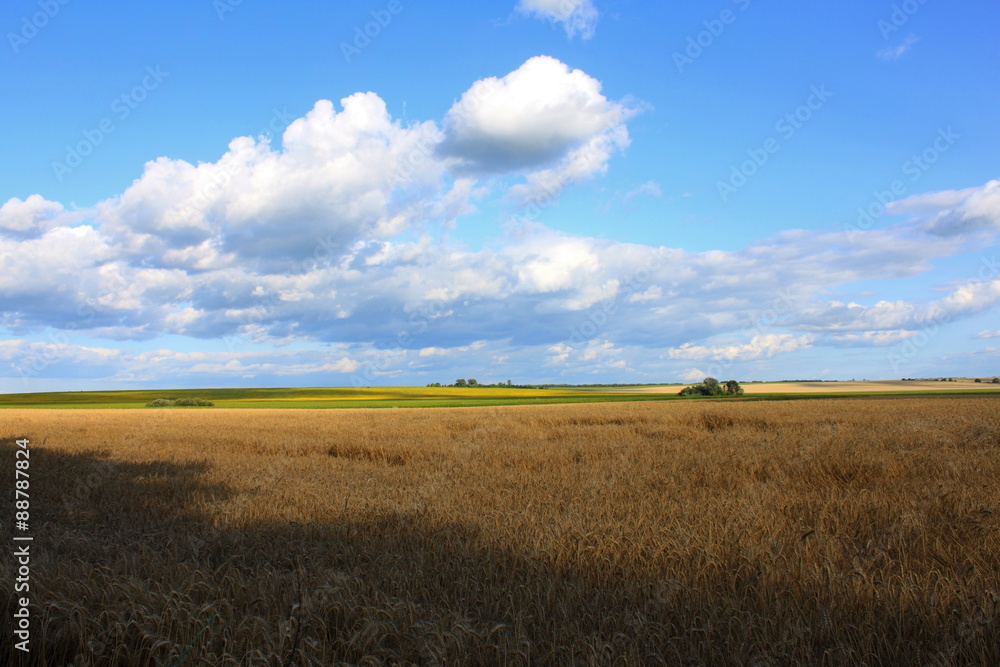 beautiful summer landscape, village wheat field at sunset