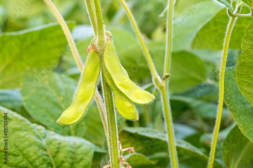 Young green soya bean.