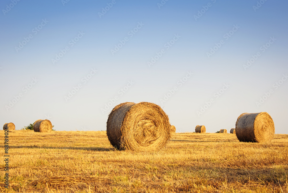 Haystacks on the field. Summer, rural landscape.