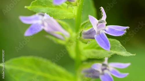 Lobelie, Heilpflanze der Indianer photo