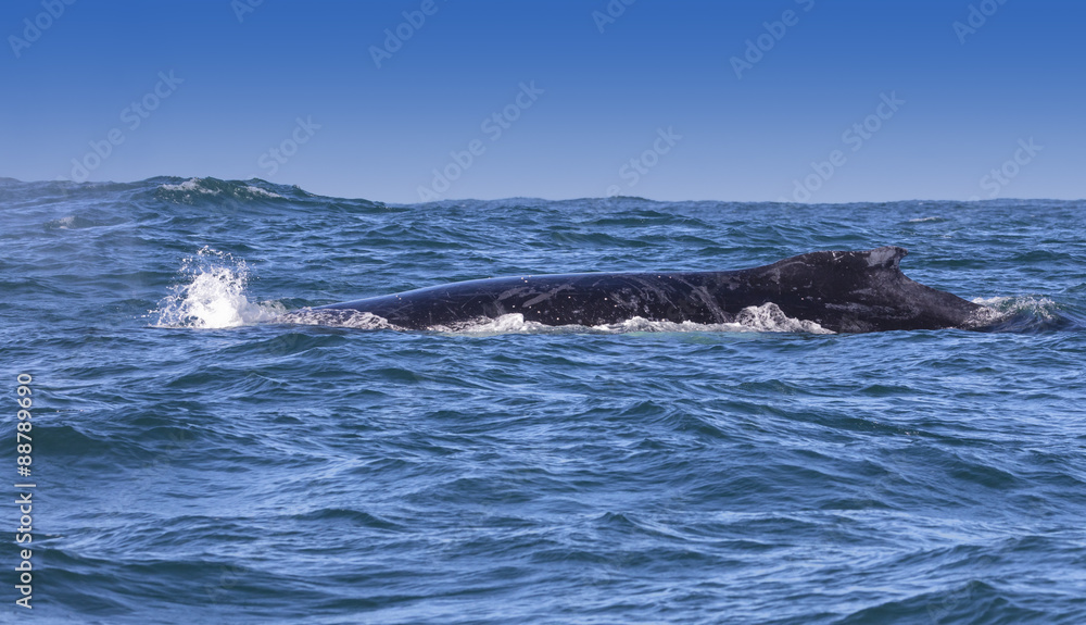 Humpback whale's dorsal fin visible off the coast of Knysna, South Africa