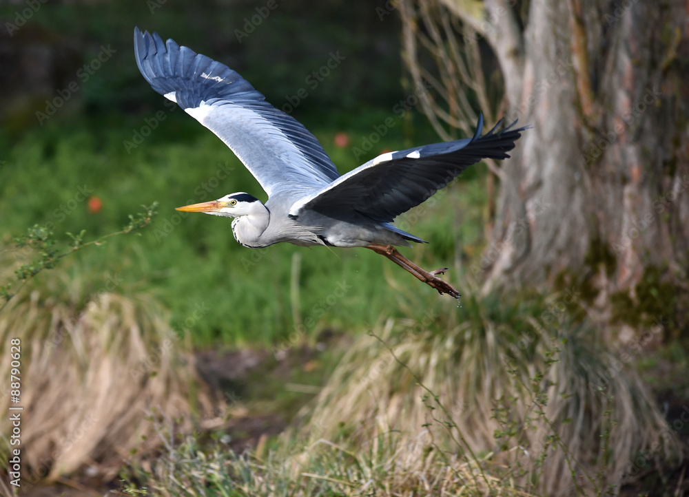 Obraz premium Fischreiher fliegt