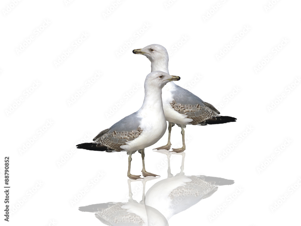 Obraz premium Die Möwen