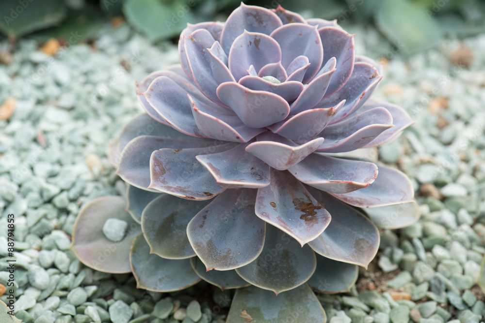succulent plants succulent plants