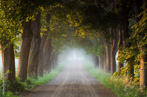Fototapeta Naklejka Na Ścianę i Meble -  Country road running through tree alley in the morning fog, Pomerania, Poland