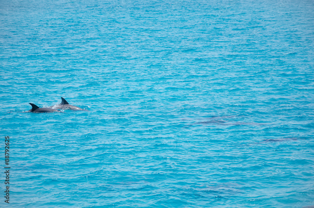 Fototapeta premium Group of dolphins 