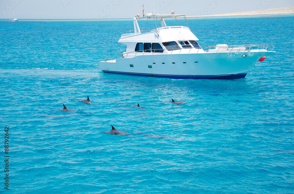Naklejka premium Group of dolphins accompanied the boat