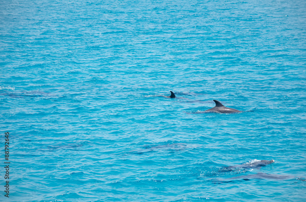 Fototapeta premium Group of dolphins 