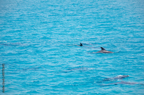 Group of dolphins 