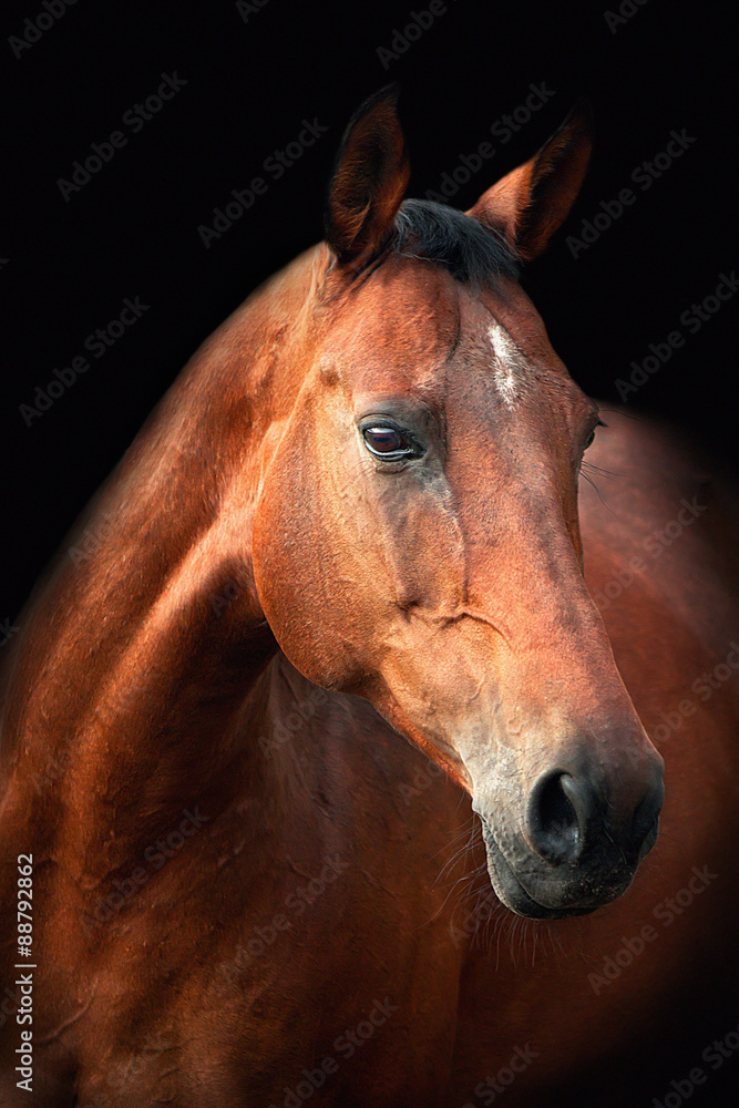 Portrait of bay Trakehner horse on a black background Portrait of bay Trakehner horse on a black background