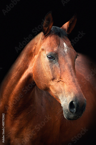 Portrait of bay Trakehner horse on a black background