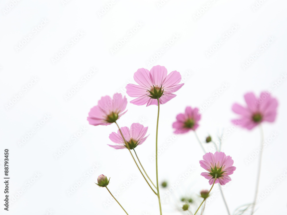コスモスの花 コスモスの花