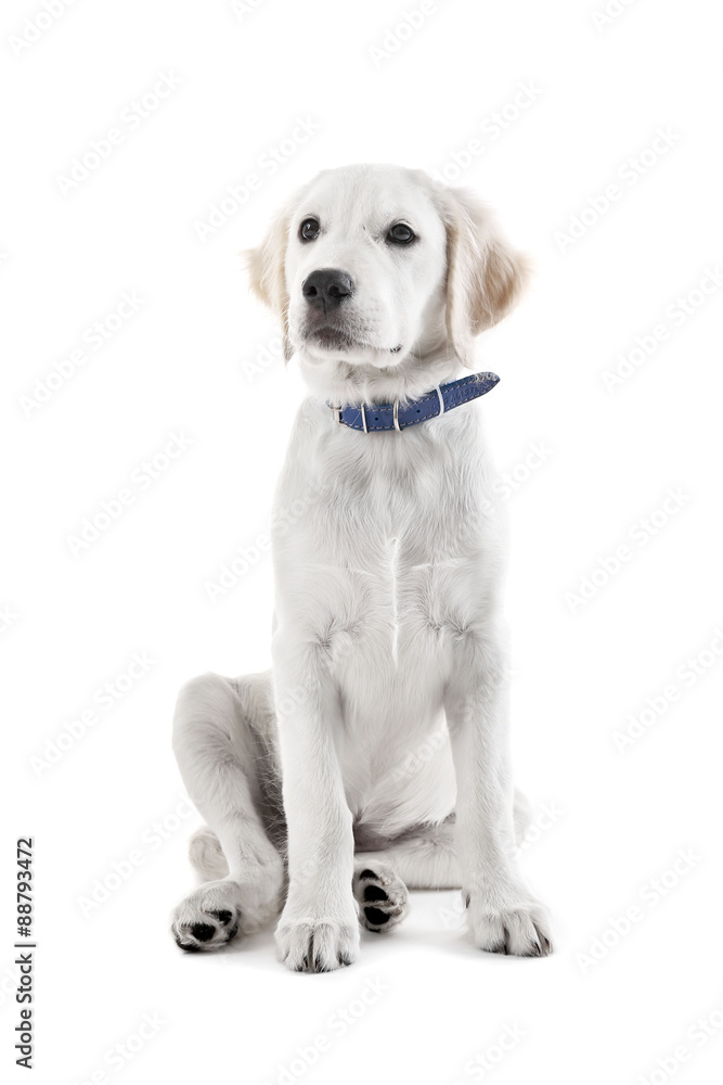 Portrait of cute Labrador retriever dog isolated on white Portrait of cute Labrador retriever dog isolated on white