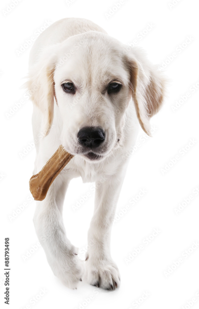 Labrador dog chewing bone isolated on white Labrador dog chewing bone isolated on white