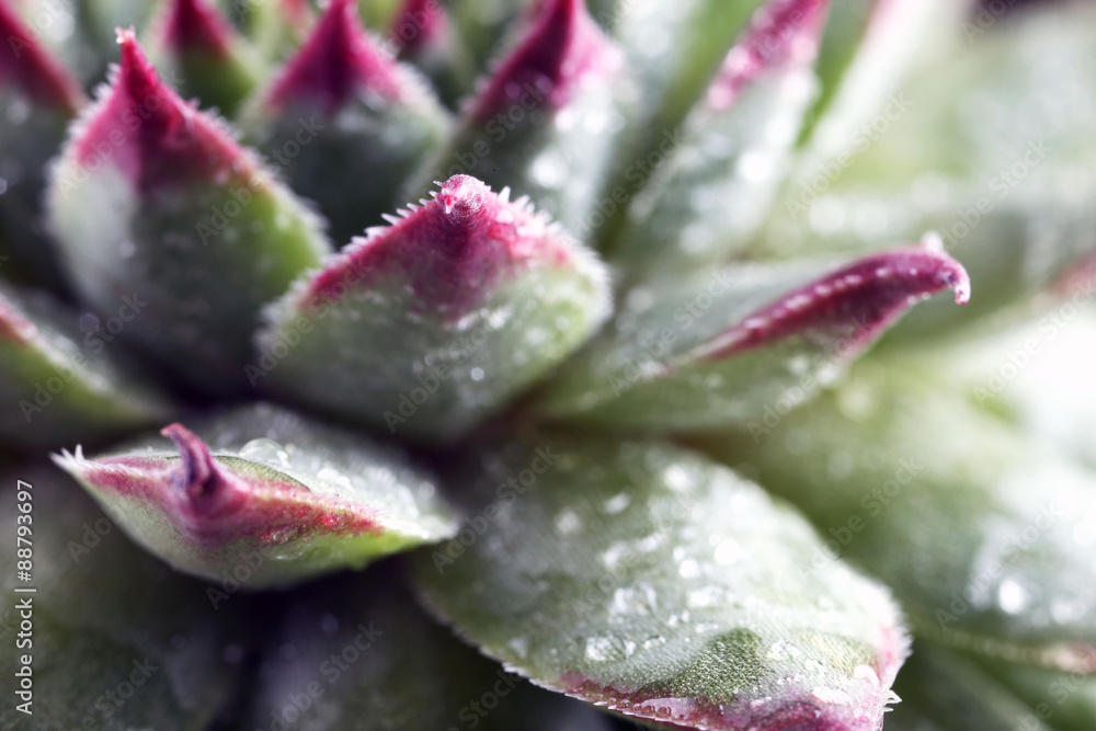 Beautiful succulent plant with water drops close up Beautiful succulent plant with water drops close up