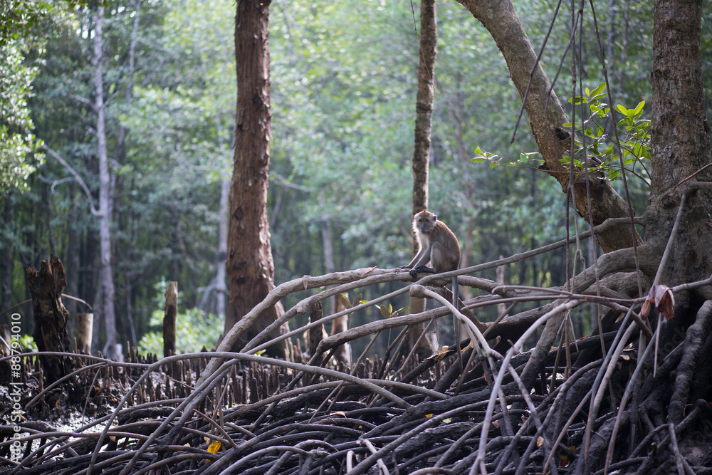 Mangrove forests swamp with river in Malaysia Mangrove forests swamp with river in Malaysia
