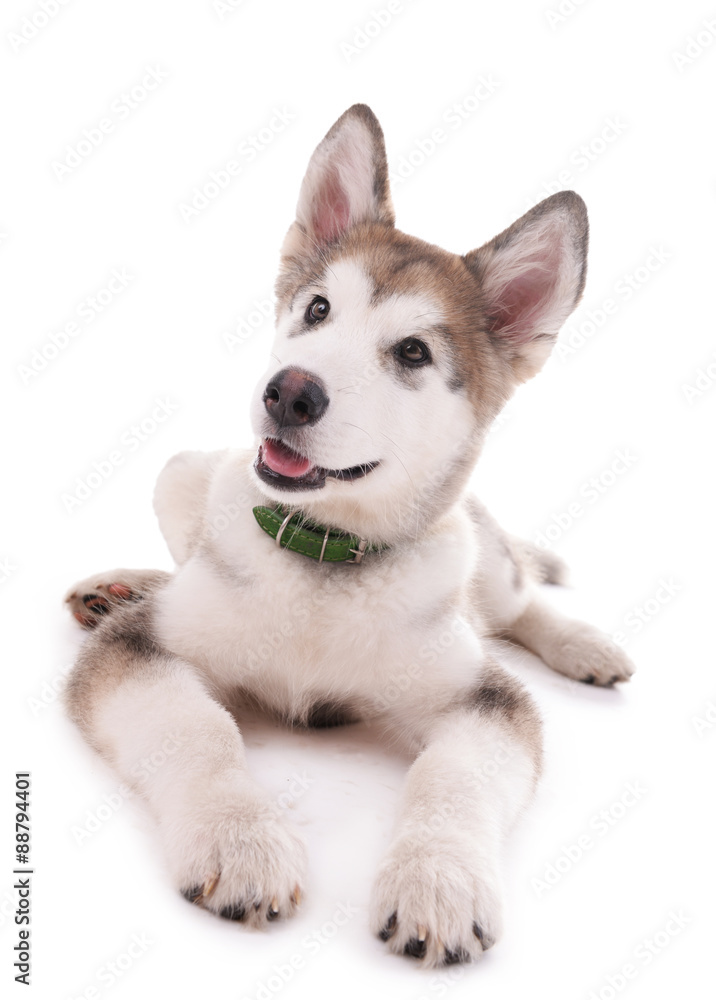 Cute Malamute puppy lying isolated on white