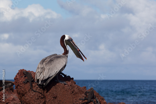 A brown pelican (Pelecanus occidentalis) eating red fish at Galapagos Islands, Ecuador, Pacific, South America